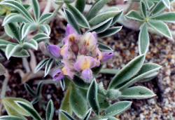 Photo taken at Lunny Ranch, Point Reyes National Seashore, Marin County © 2001 Doreen L. Smith. 